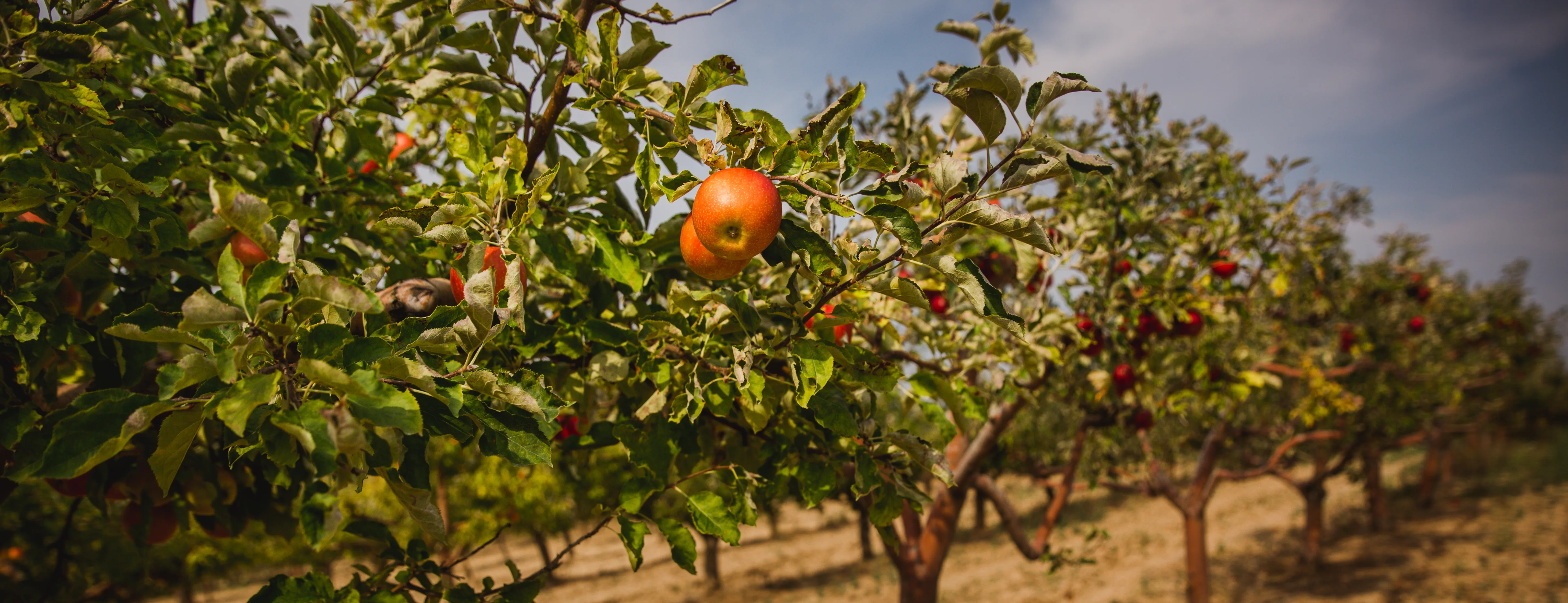 Organic apples hanging from a tree branch in an orchard