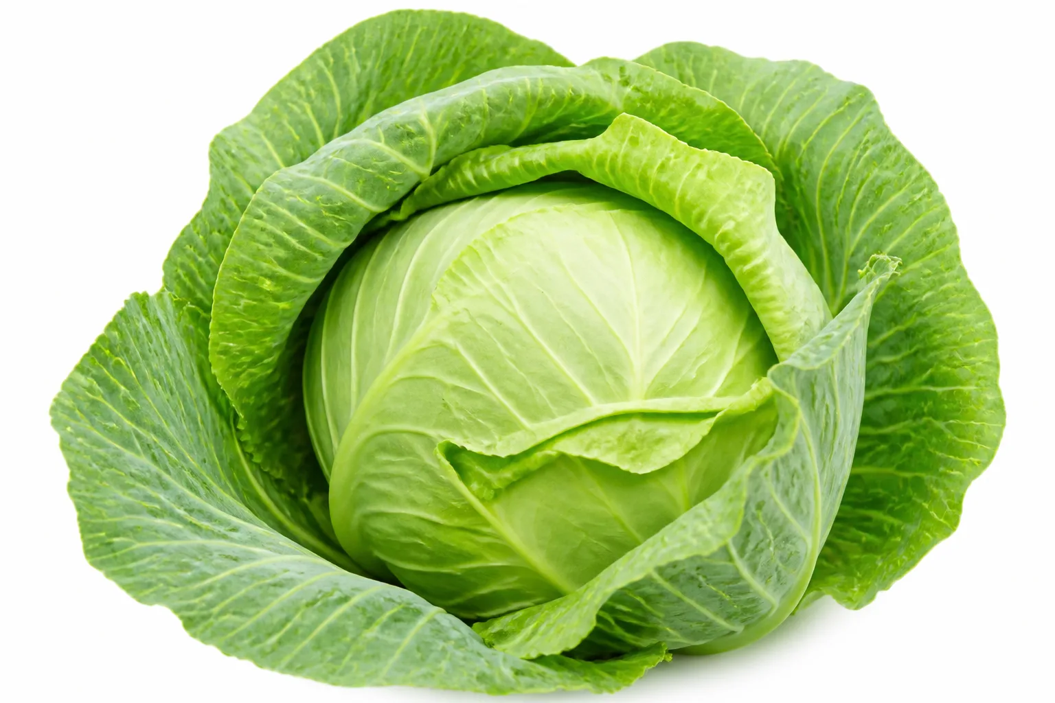 Cabbage, view 1