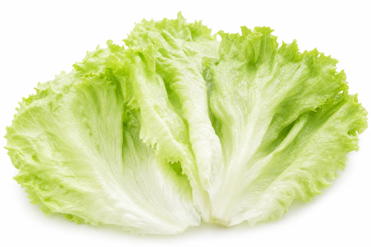 Lettuce, view 1