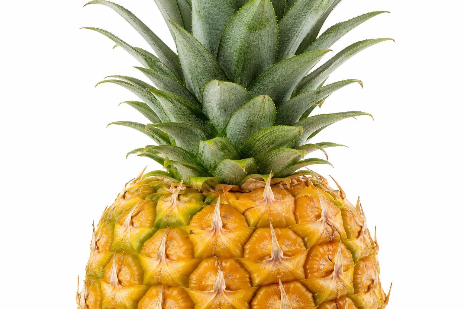 Pineapple, view 1